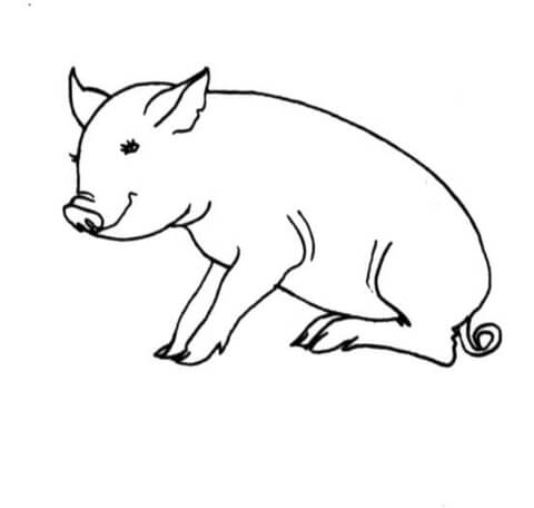 Pig Is Sitting Coloring Page